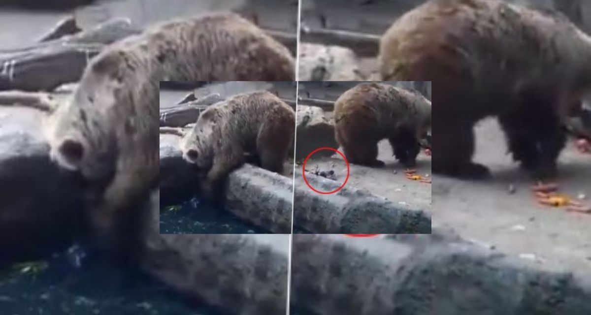 The bear saved the crow's life, watching the video, people are saying, the leela of the upper one is unparalleled!