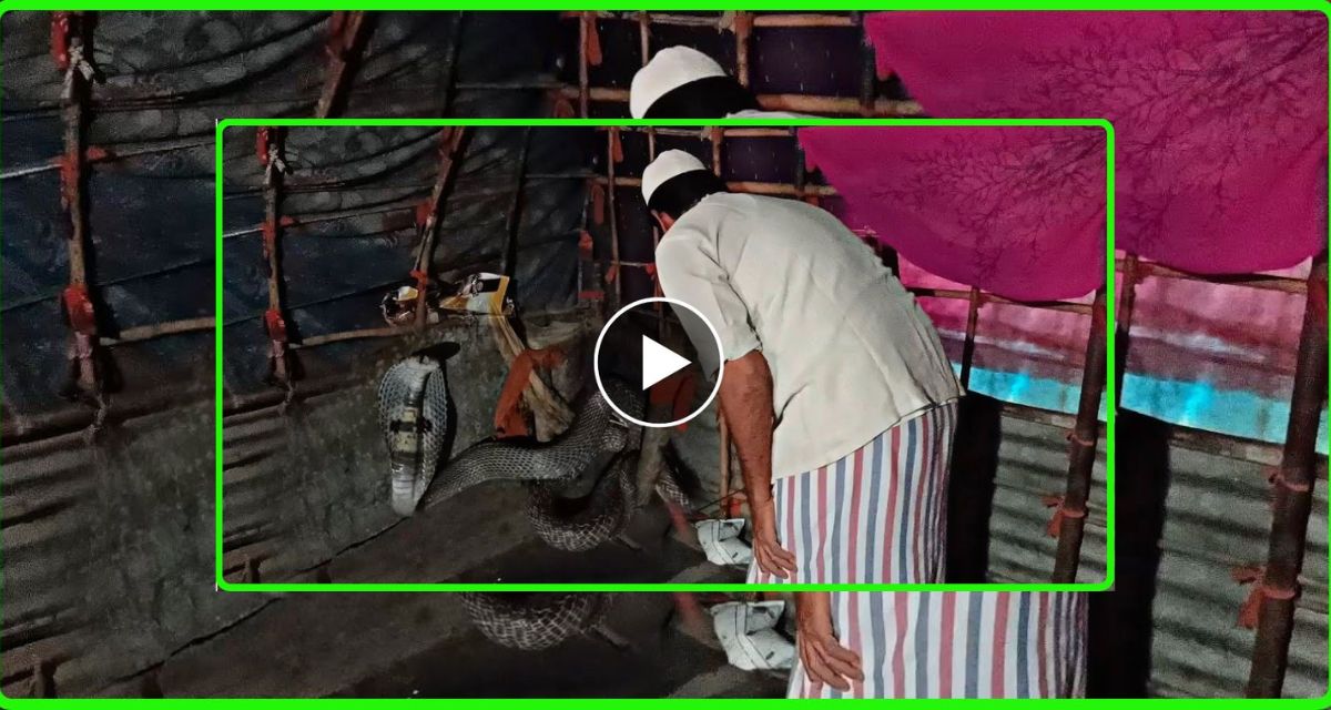 Poisonous cobra entered the slum, how the snake took help for rescue