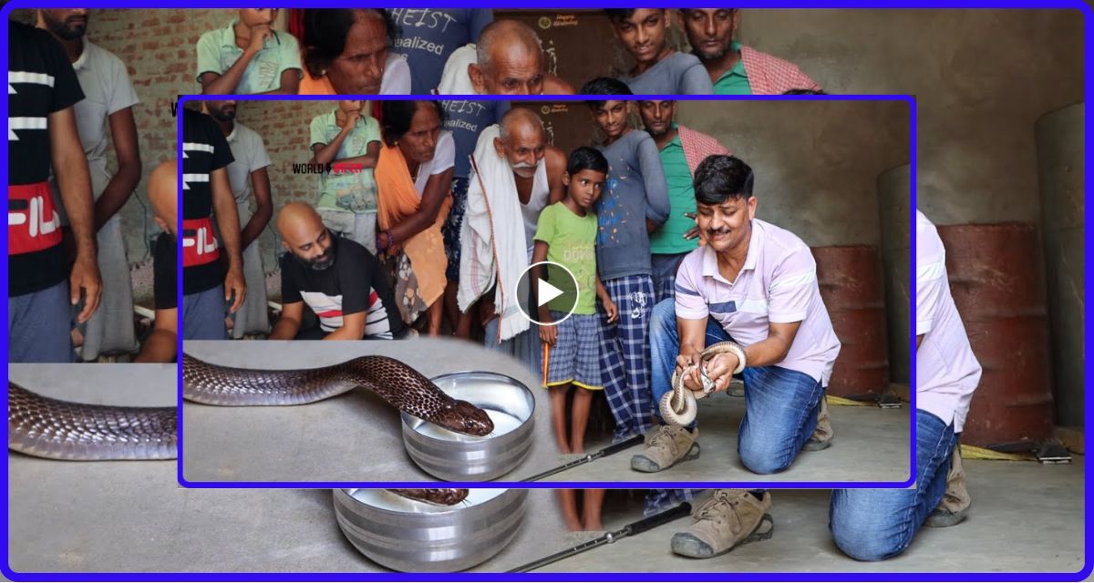 To drive away the snake, the villagers put milk in front of the snake.