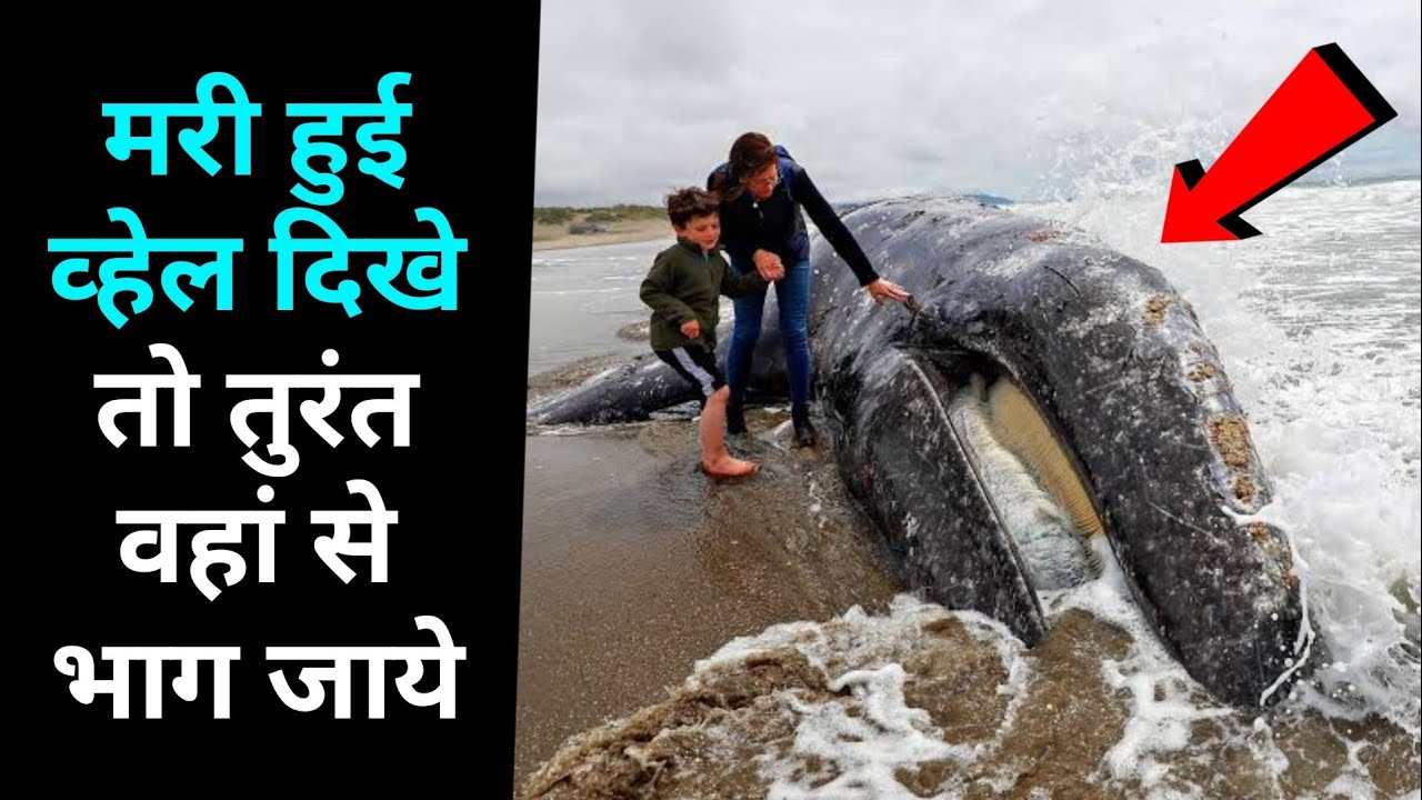 A dead whale becomes dangerous! Can become the cause of a big accident for the people around