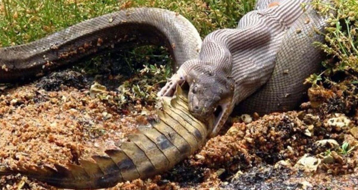 Pictures of giant python swallowing crocodile go viral