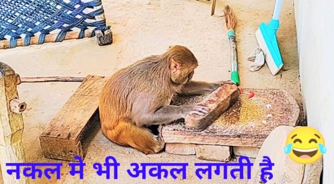 Monkey was seen grinding spices like humans, people were surprised to see the video