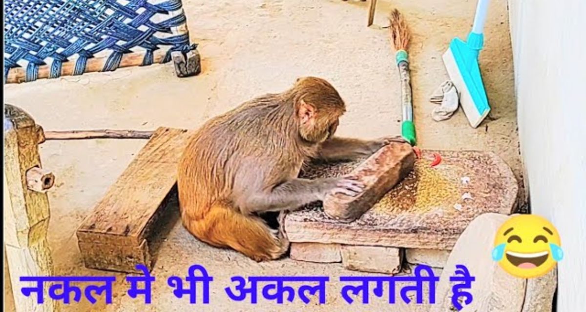 Monkey was seen grinding spices like humans, people were surprised to see the video