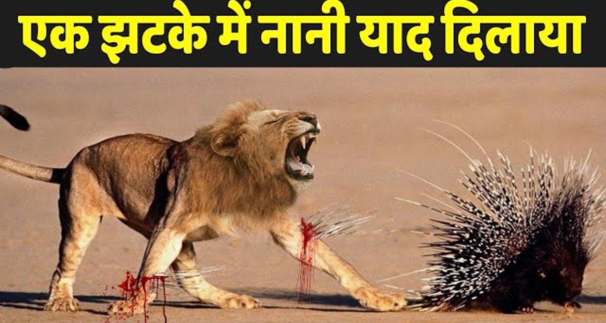 The king of the jungle, the lion is afraid to touch a two feet animal porcupine